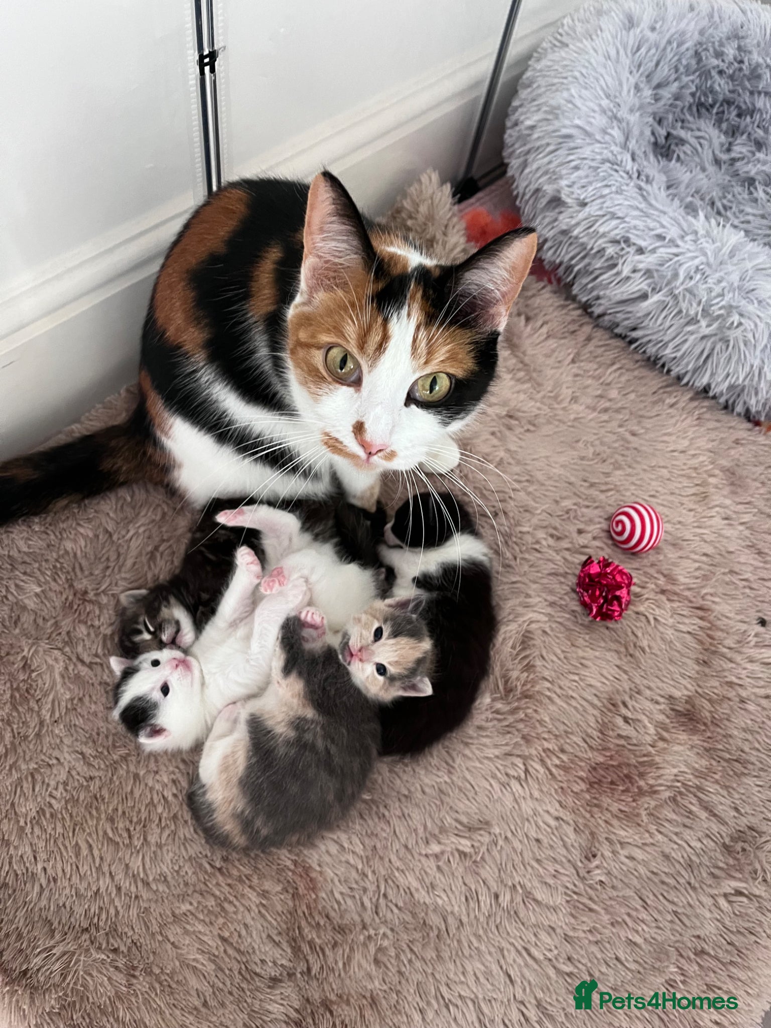 Mixed Breed cats Beautiful unique kittens  - Advert 2