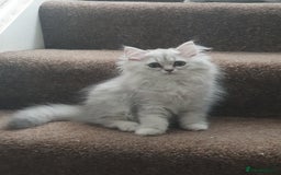 British Shorthair cats for sale: 2 British short hair & 1 long haired kittens - Image 17