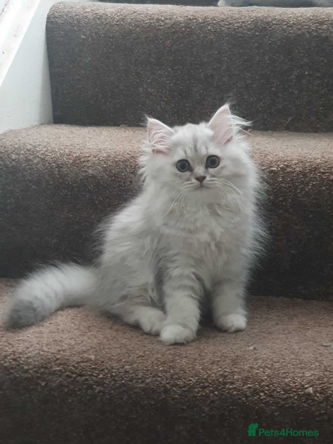 British Shorthair cats for sale: 2 British short hair & 1 long haired kittens - Image 17