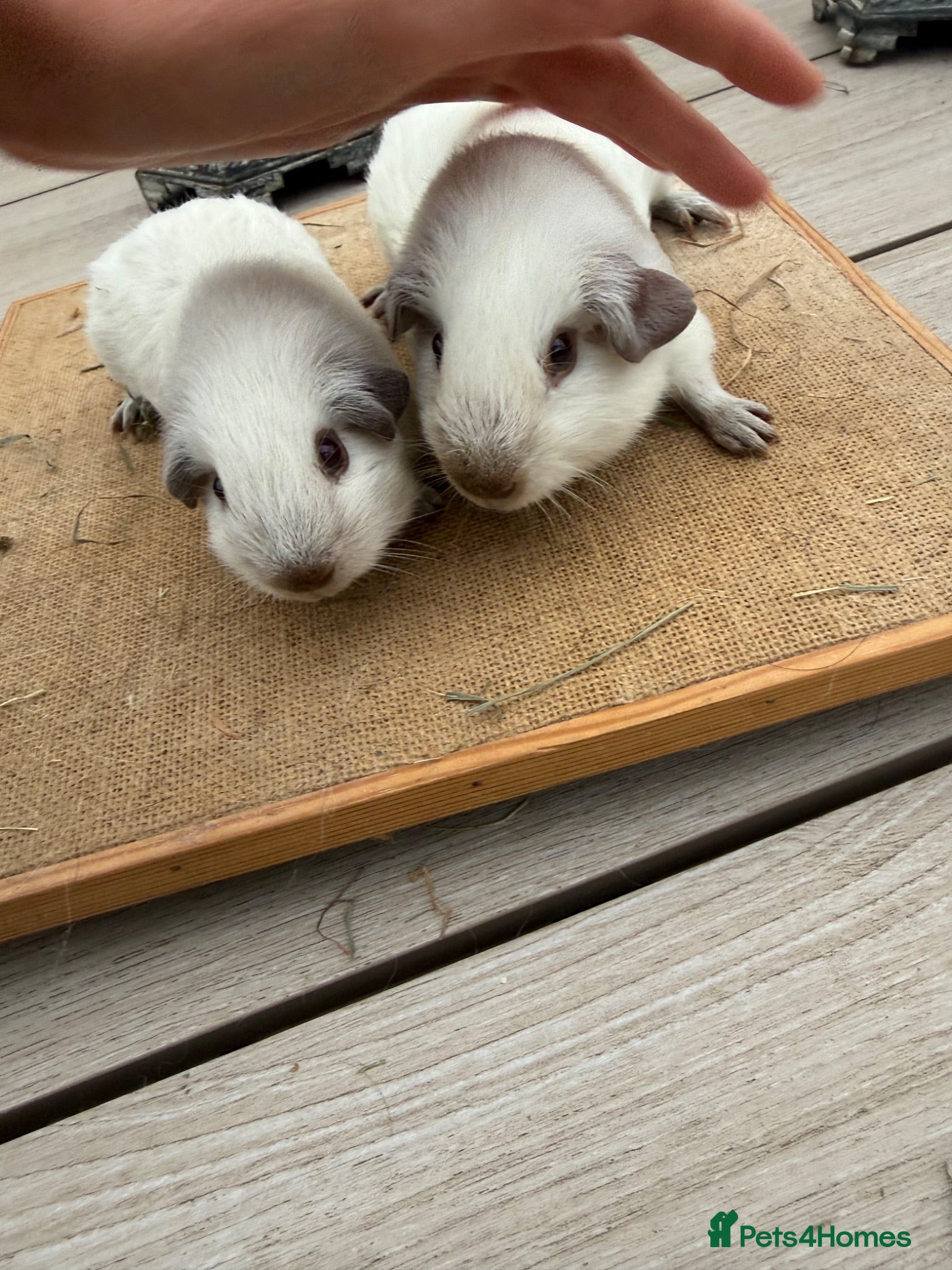 Guinea Pig rodents Pure bred Californian & Swiss guinea pigs  - Advert 17