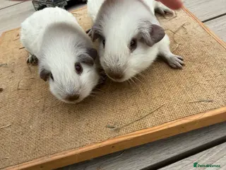 Guinea Pig rodents Pure bred Californian & Swiss guinea pigs - Advert 6