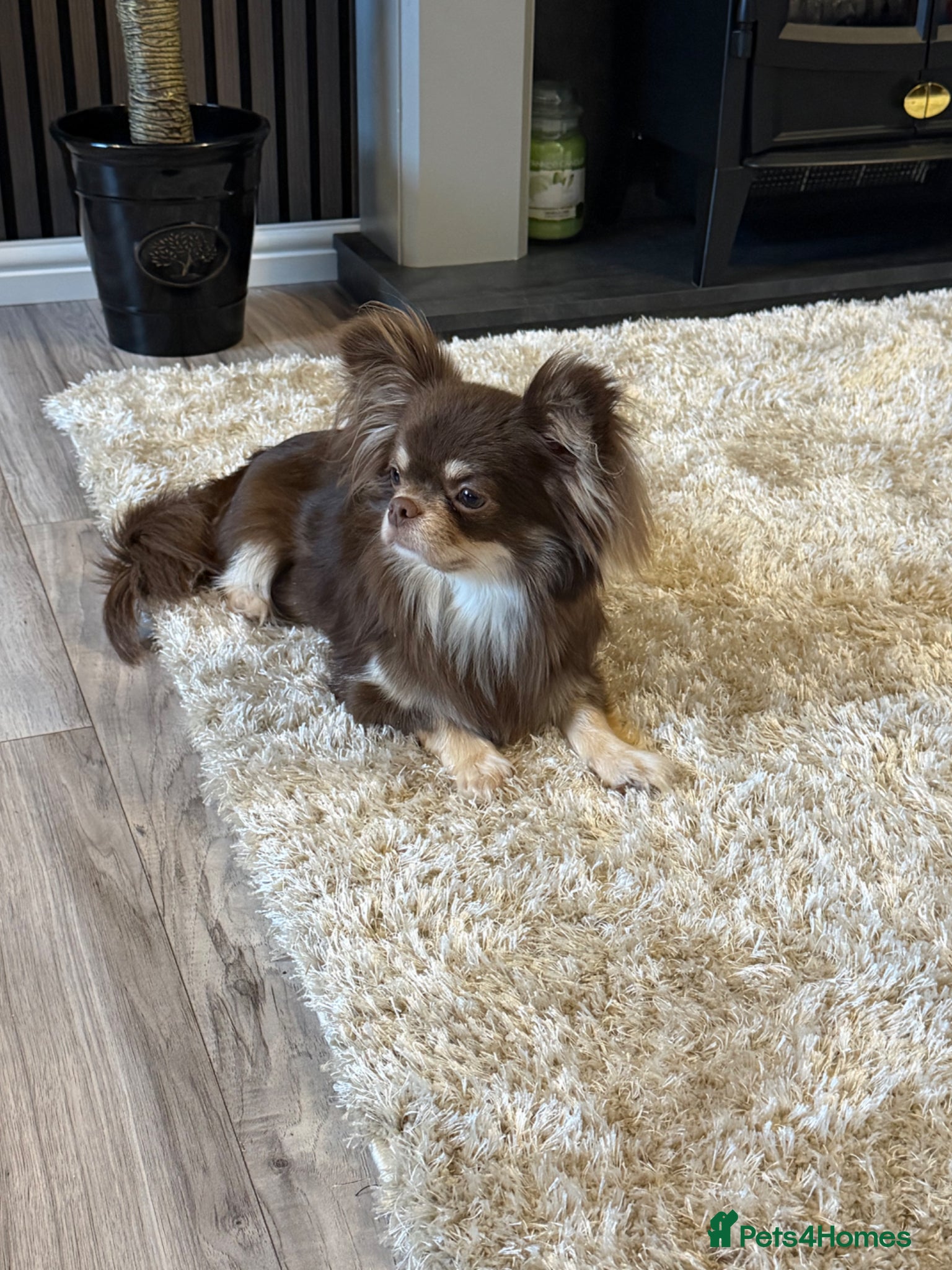 Chihuahua dogs Kc Beautiful chihuahua puppies - Advert 1