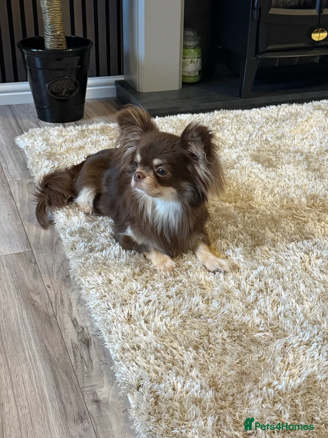 Chihuahua dogs for sale: Kc Beautiful chihuahua puppies - Advert 1