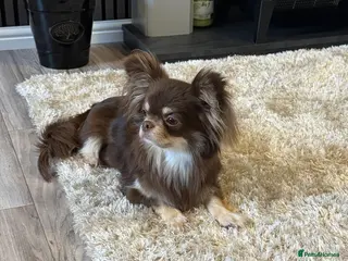 Chihuahua dogs Kc Beautiful chihuahua puppies - Advert 1