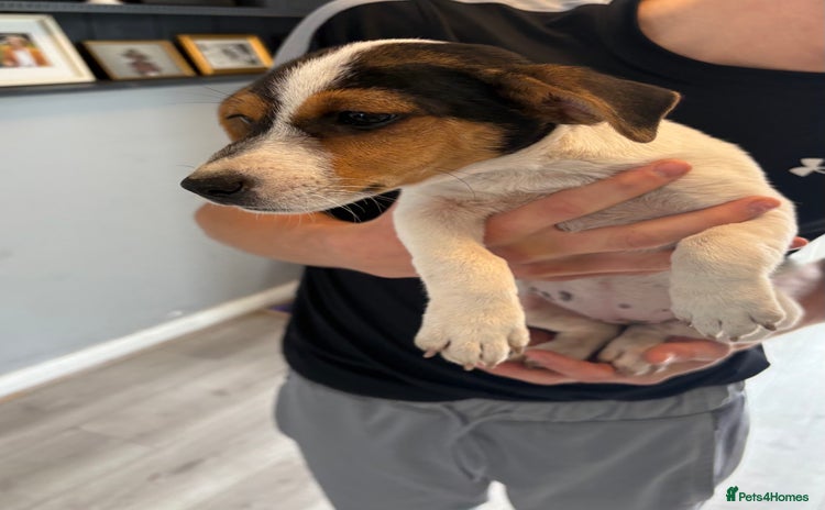 Jack Russell dogs - Advert 15