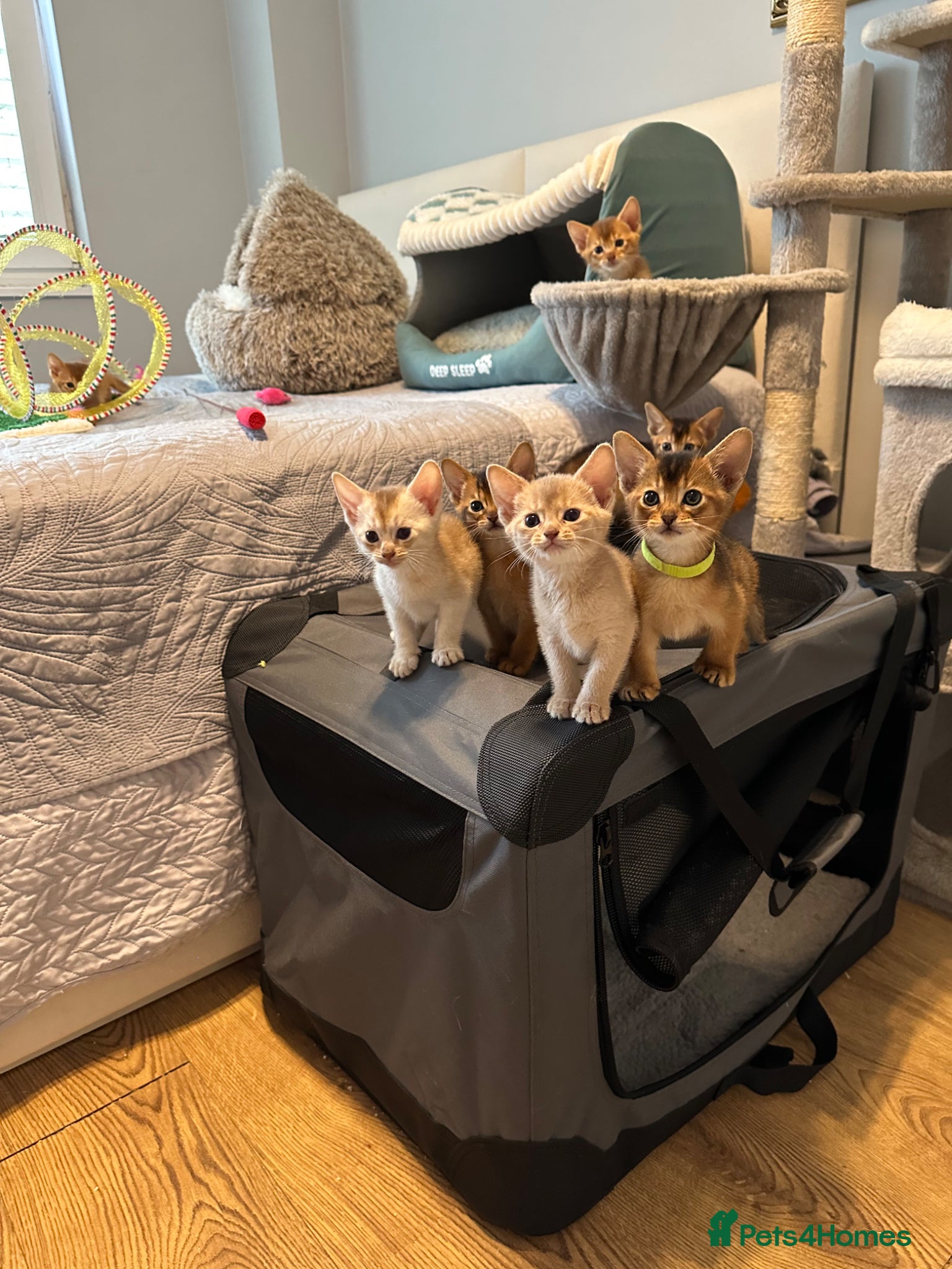 Abyssinian cats Abyssinian kittens 🌟😻🌟 - Advert 6