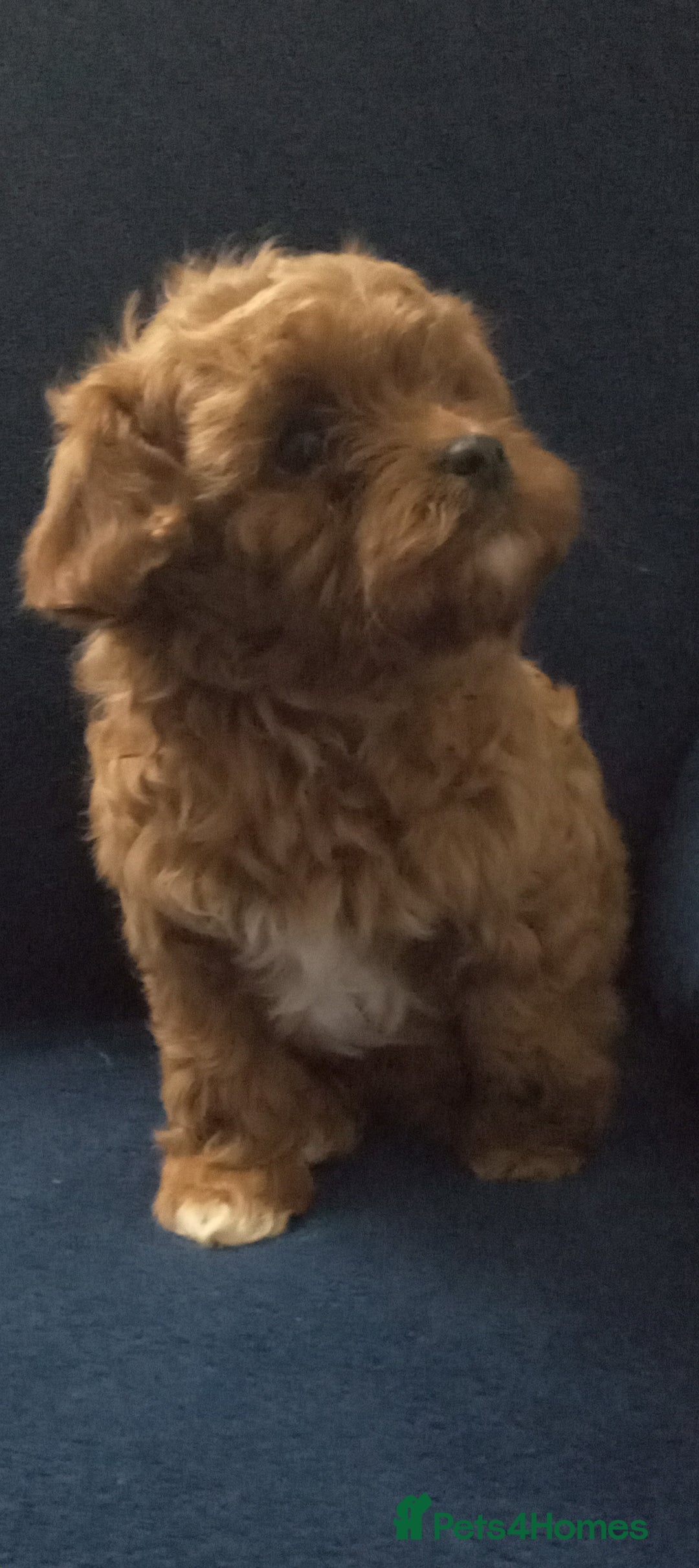 Cavapoo dogs for sale: Health tested cavapoo - Advert 6