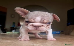 French Bulldog dogs for sale: Beautiful French bulldogs - Image 26