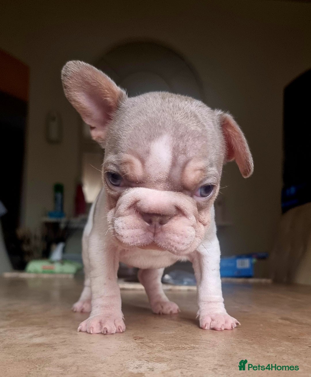 French Bulldog dogs for sale: Beautiful French bulldogs - Image 26