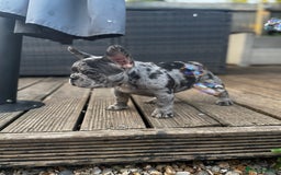 French Bulldog dogs for sale: Merle french bulldog - Image 6
