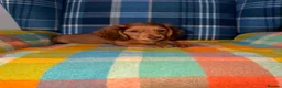 Miniature Dachshund dogs for sale: 🩷Stunning Long Haired Mini Dachshunds💙 - Advert 7