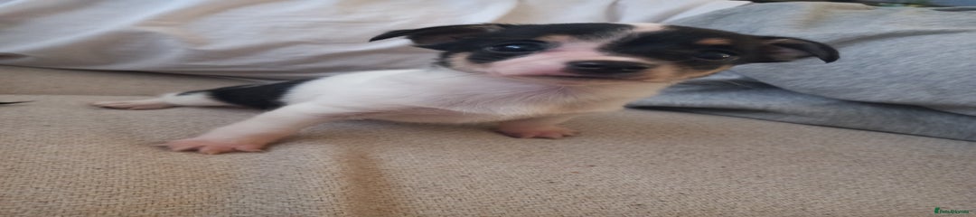 Jack Russell Puppy 2