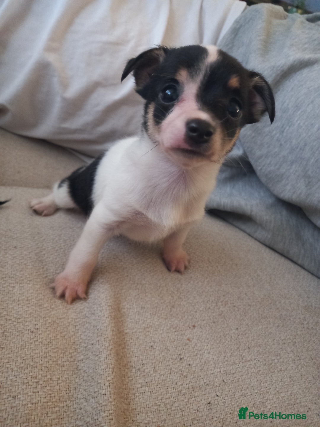 Jack Russell dogs for sale: 2 beautiful Jack Russell puppys - Image 13