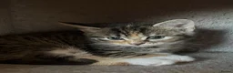 Mixed Breed cats for sale: Gorgeous half Siberian kittens - Advert 30
