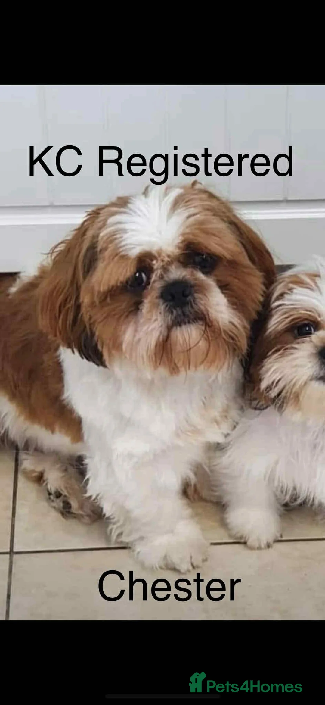 Shih Tzu dogs for sale: Early Spring Shihtzu Puppies  - Advert 19