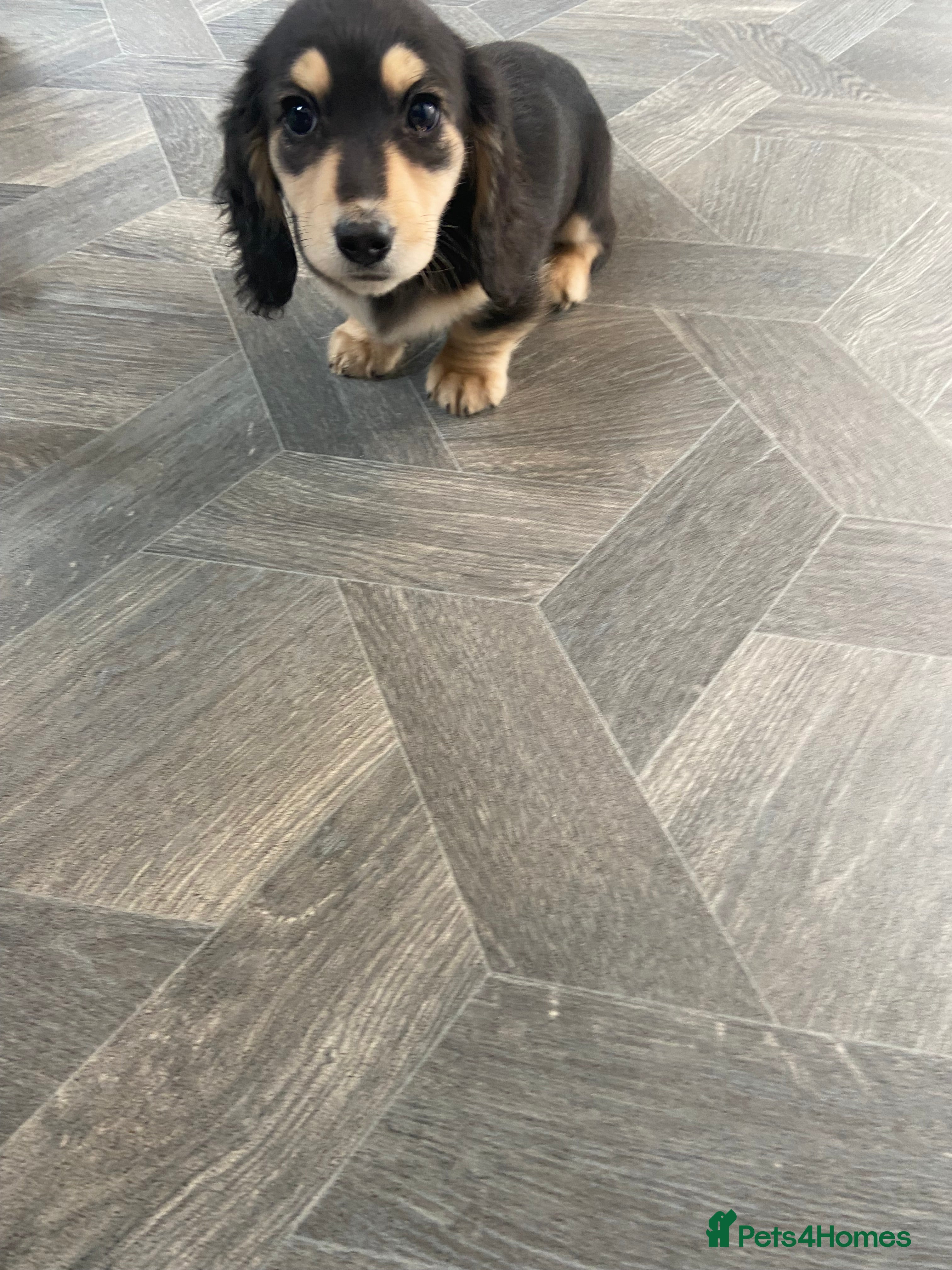 Dachshund dogs kC Longhair miniature dachshunds  - Advert 9