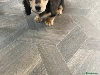 Dachshund dogs kC Longhair miniature dachshunds - Advert 9