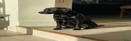 Labrador Retriever dogs for sale: Working pedigree Labrador retriever dog puppy in York - Advert 3