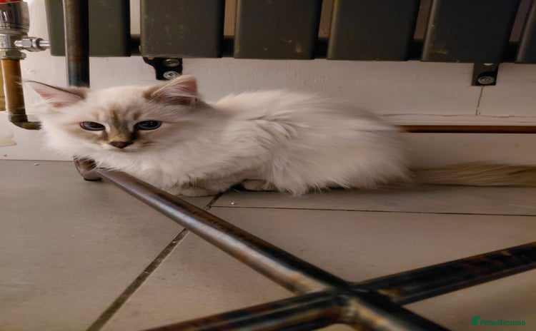 Birman cats Birman kittens  - Advert 1