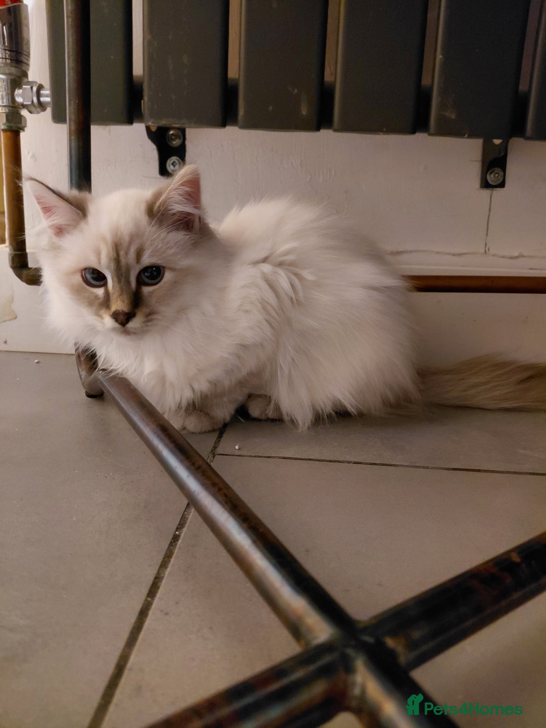 Birman cats for sale: Birman kittens  - Advert 4