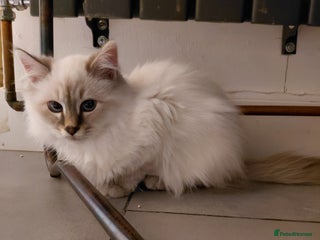 Birman cats Birman kittens - Advert 3