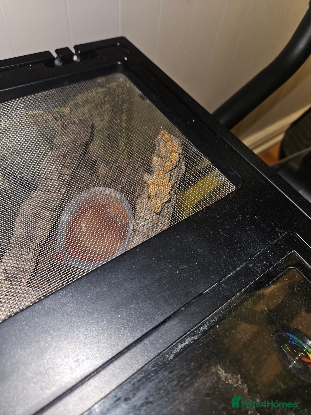 Gecko reptiles for sale: Crested gecko  - Image 1