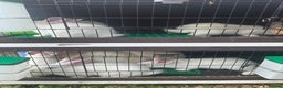 New Zealand rabbits for sale: New Zealand White  - Advert 4