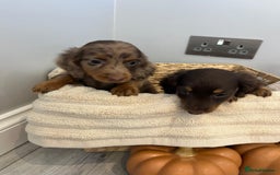 Miniature Dachshund dogs for sale: Beautiful miniature dachshund puppies  - Image 34