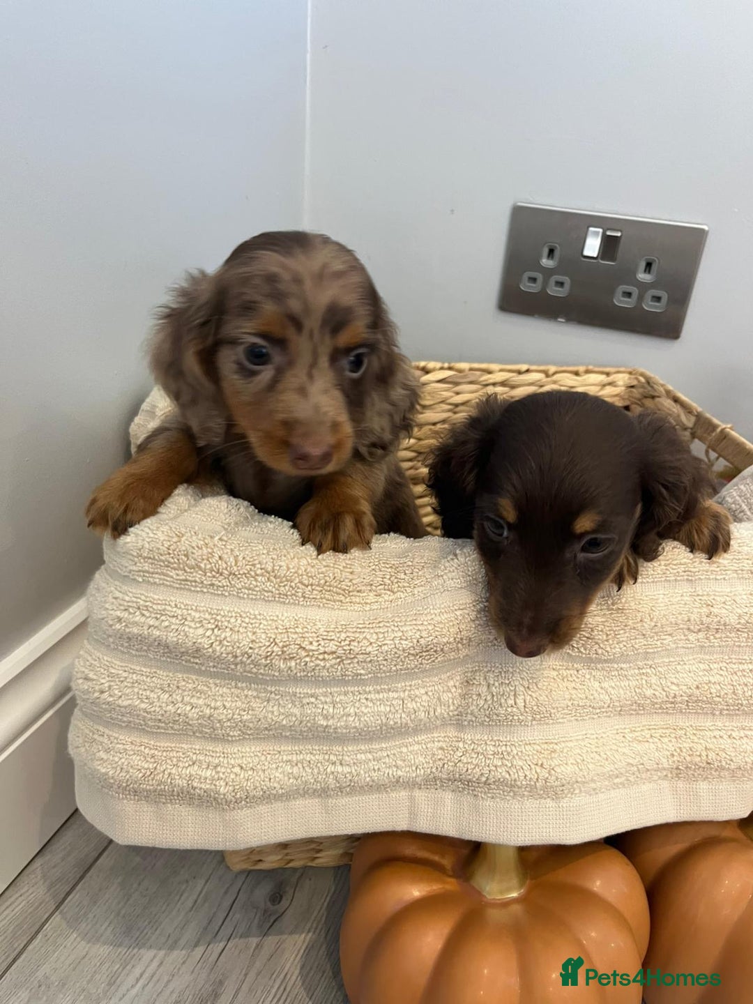 Miniature Dachshund dogs for sale: Beautiful miniature dachshund puppies  - Image 34