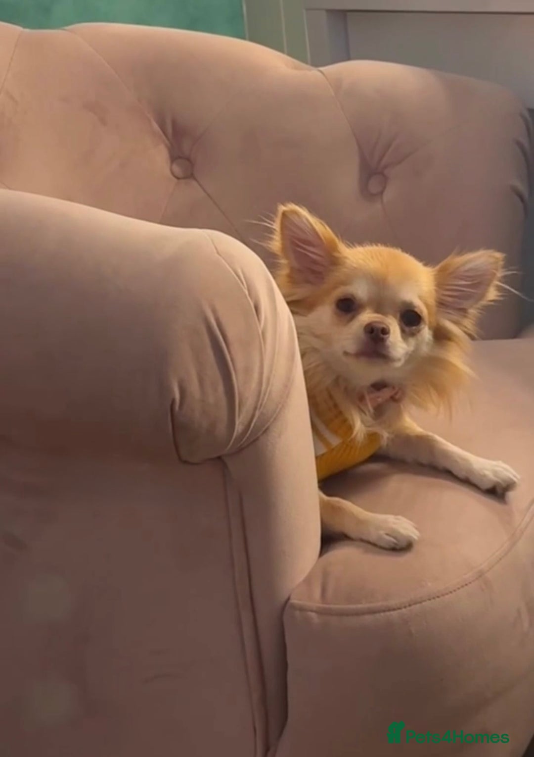 Chihuahua dogs for sale: Beautiful Cream & chocolate tan Chihuahuas! - Advert 13