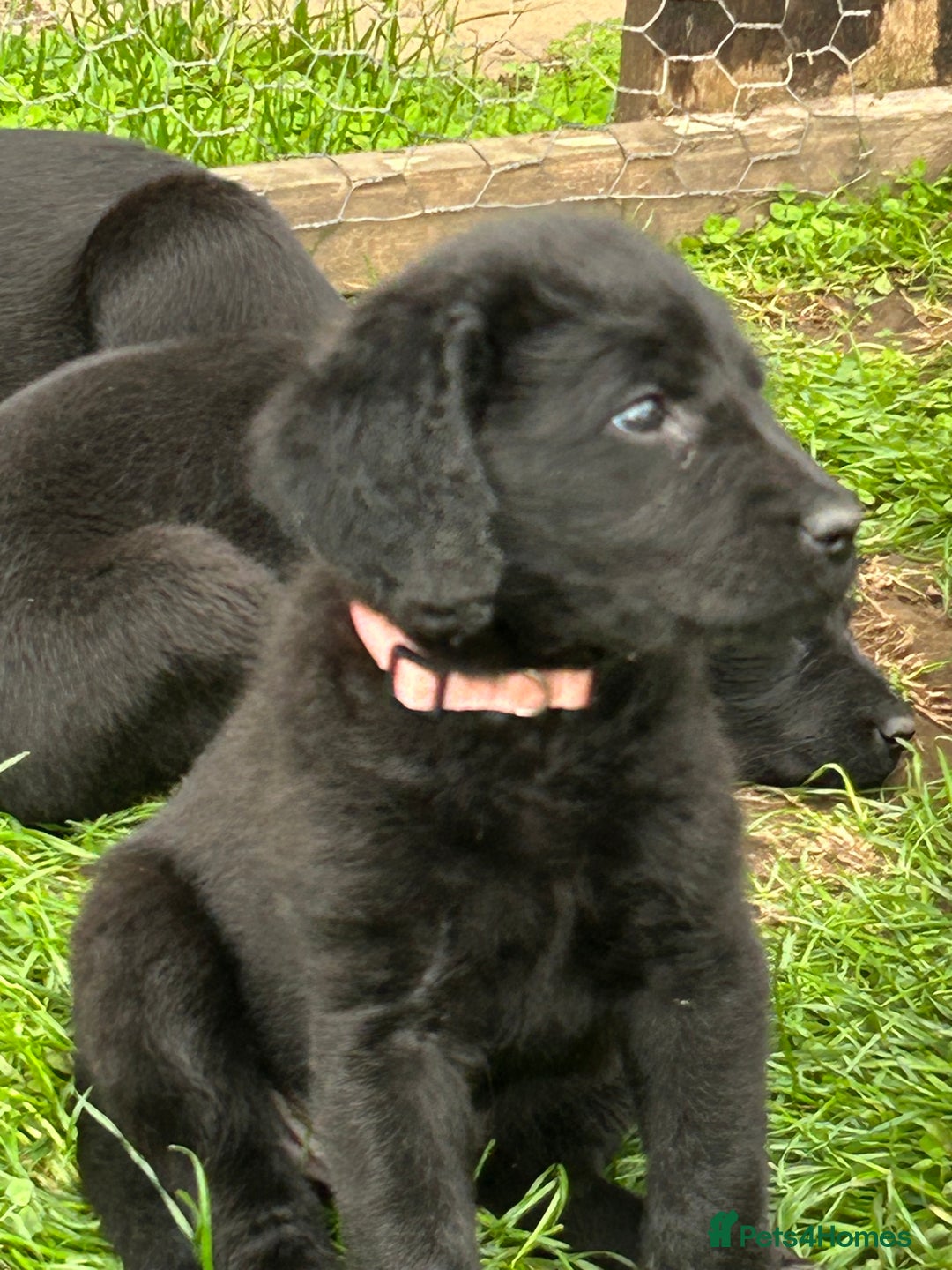 Labradoodle dogs for sale: Ready to go! Fantastic F1 Labradoodles (black) - Image 29