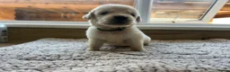 Golden Retriever dogs for sale: Health tested and KC-stunning golden retrievers  - Advert 22