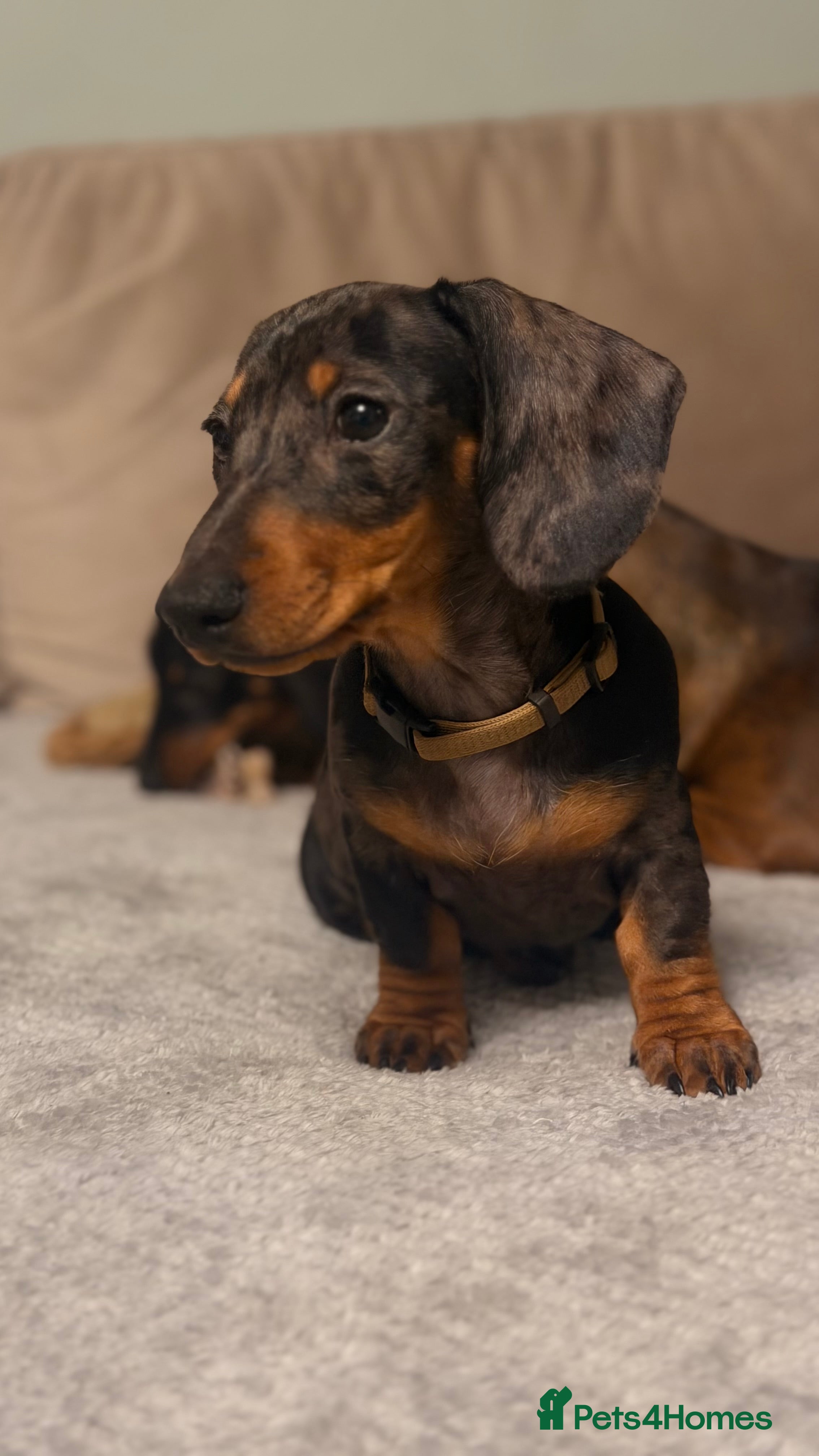 Miniature Dachshund dogs Gorgeous KC PRA CLR Miniature dachshund girl - Advert 13