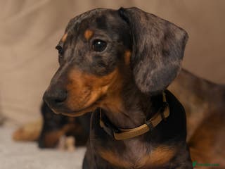Miniature Dachshund dogs Gorgeous KC PRA CLR Miniature dachshund girl - Advert 13