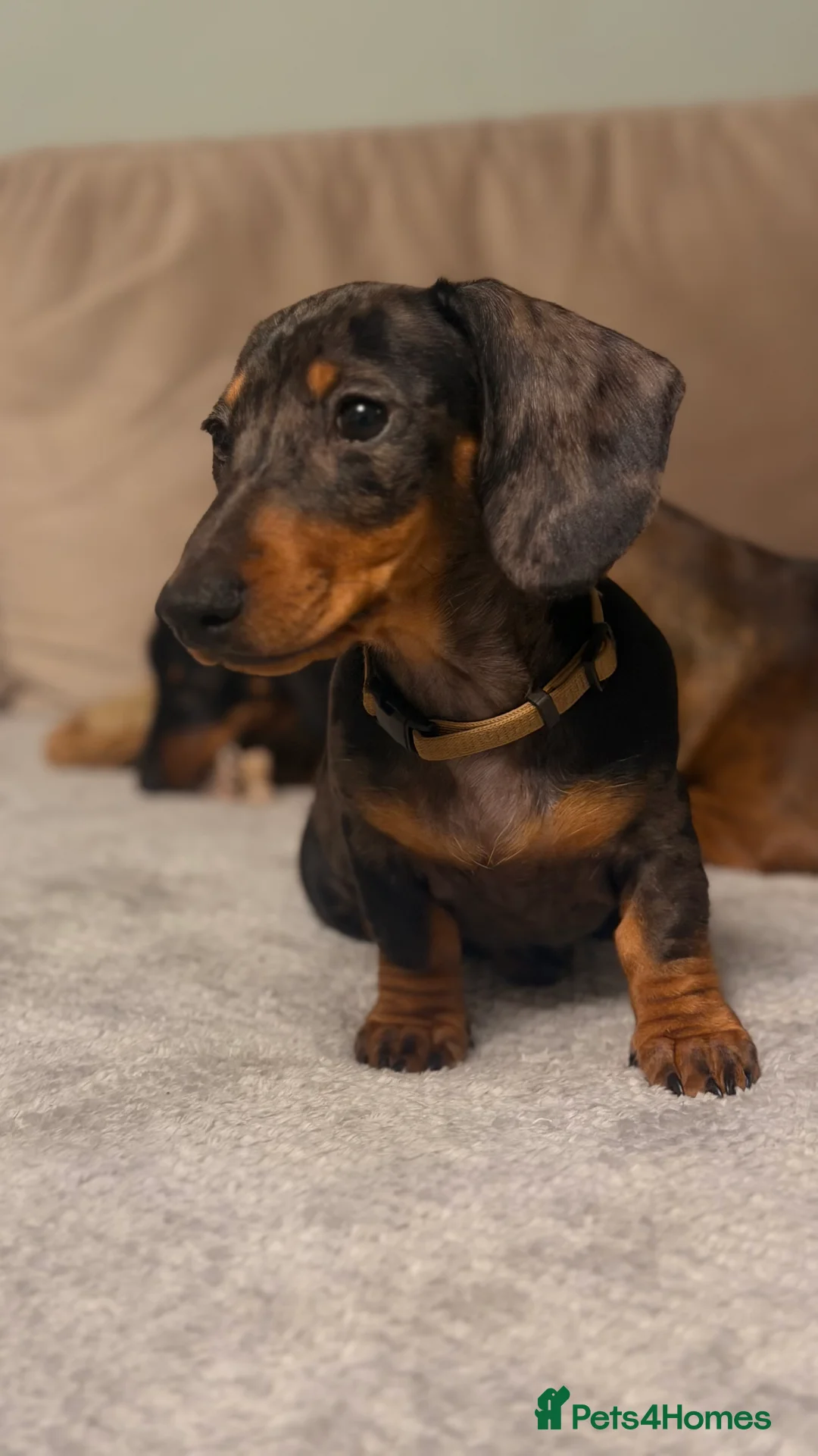 Miniature Dachshund dogs for sale: Gorgeous KC PRA CLR Miniature dachshund girl - Advert 2