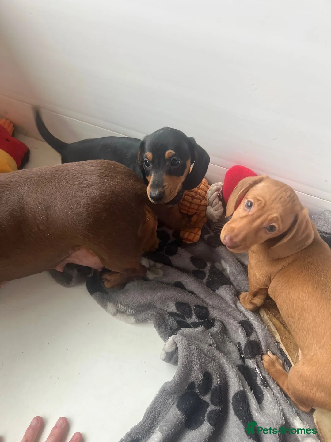 Miniature Dachshund dogs for sale: Beautiful Minature smooth haired dachshund puppies - Advert 5