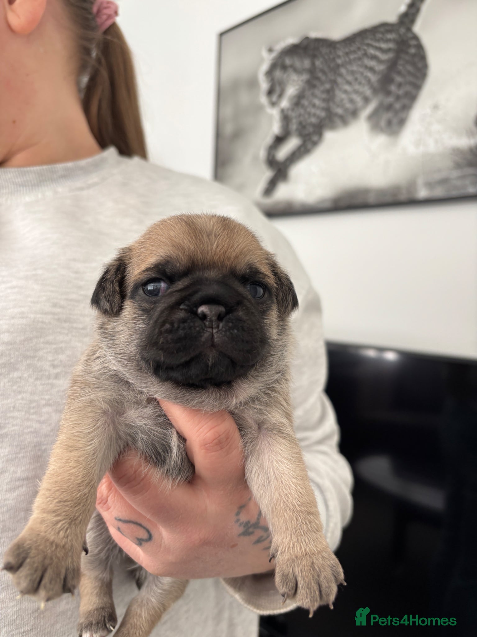 Pug dogs 3 beautiful pug puppy’s for sale - Advert 2