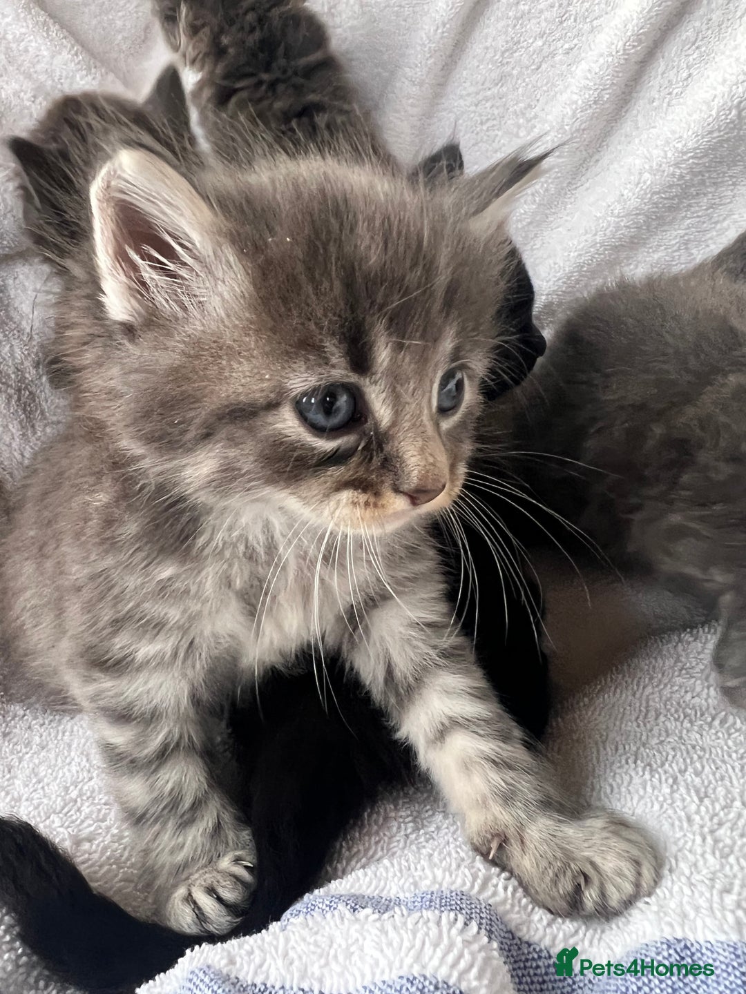 Ragdoll cats for sale: Ragdoll kittens - Image 5