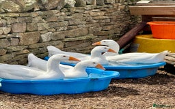 Geese poultry for sale: Quad of Embden Geese - Image 4