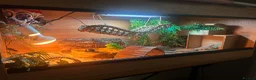 Bearded Dragon reptiles for sale: Hypo Bearded Dragon Juvenile  in Didcot - Advert 5