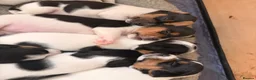 Jack Russell dogs for sale: Tri coloured Jack Russell pups in Isle of Bute - Advert 6
