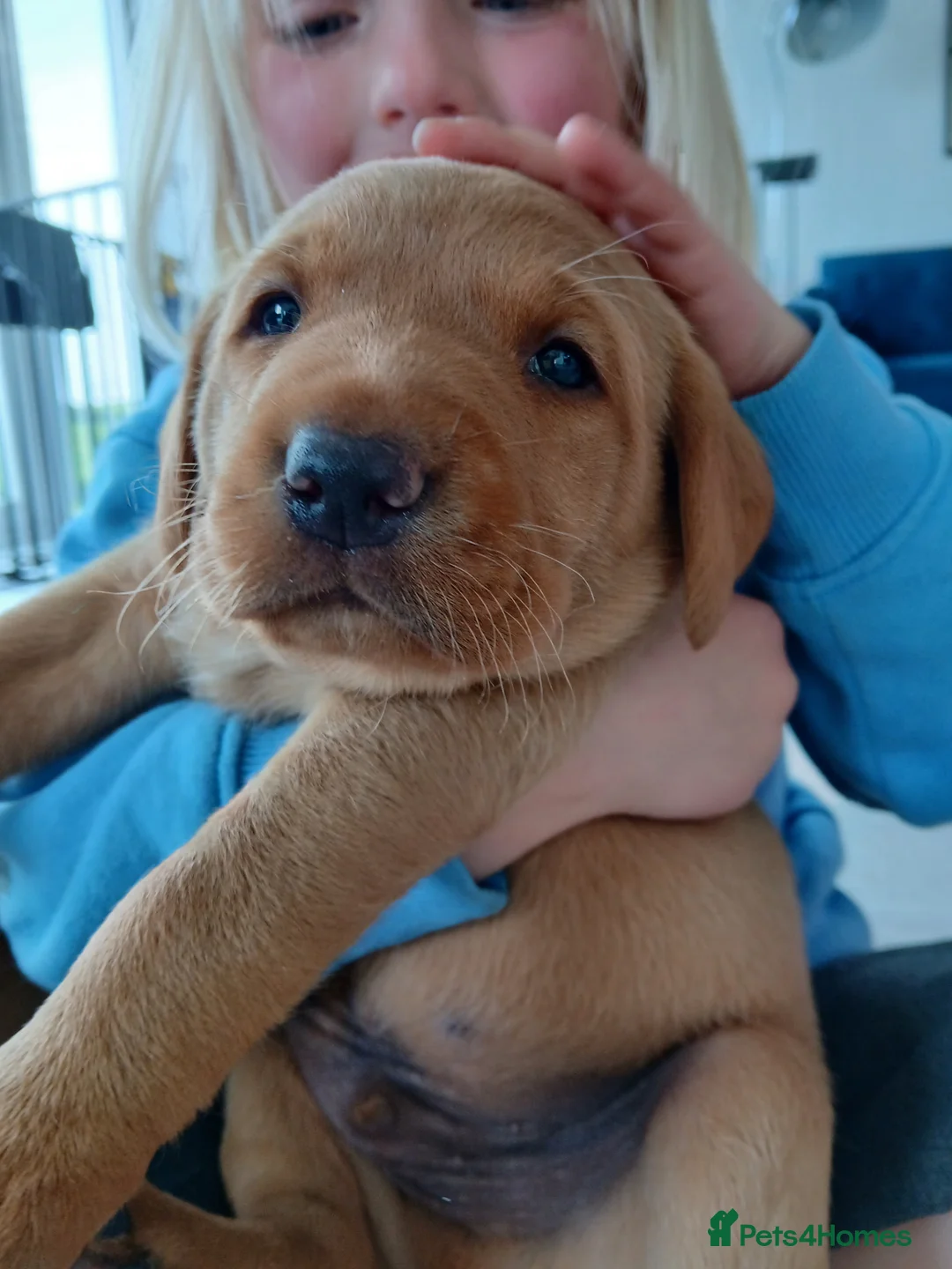 Labrador Retriever dogs for sale: Beautiful KC Registered Labrador Retreivers  - Advert 19