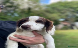 English Springer Spaniel dogs for sale: English Springer Spaniel Pups For Sale - Image 19
