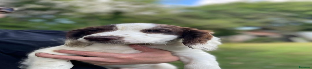 English Springer Spaniel Puppy 1