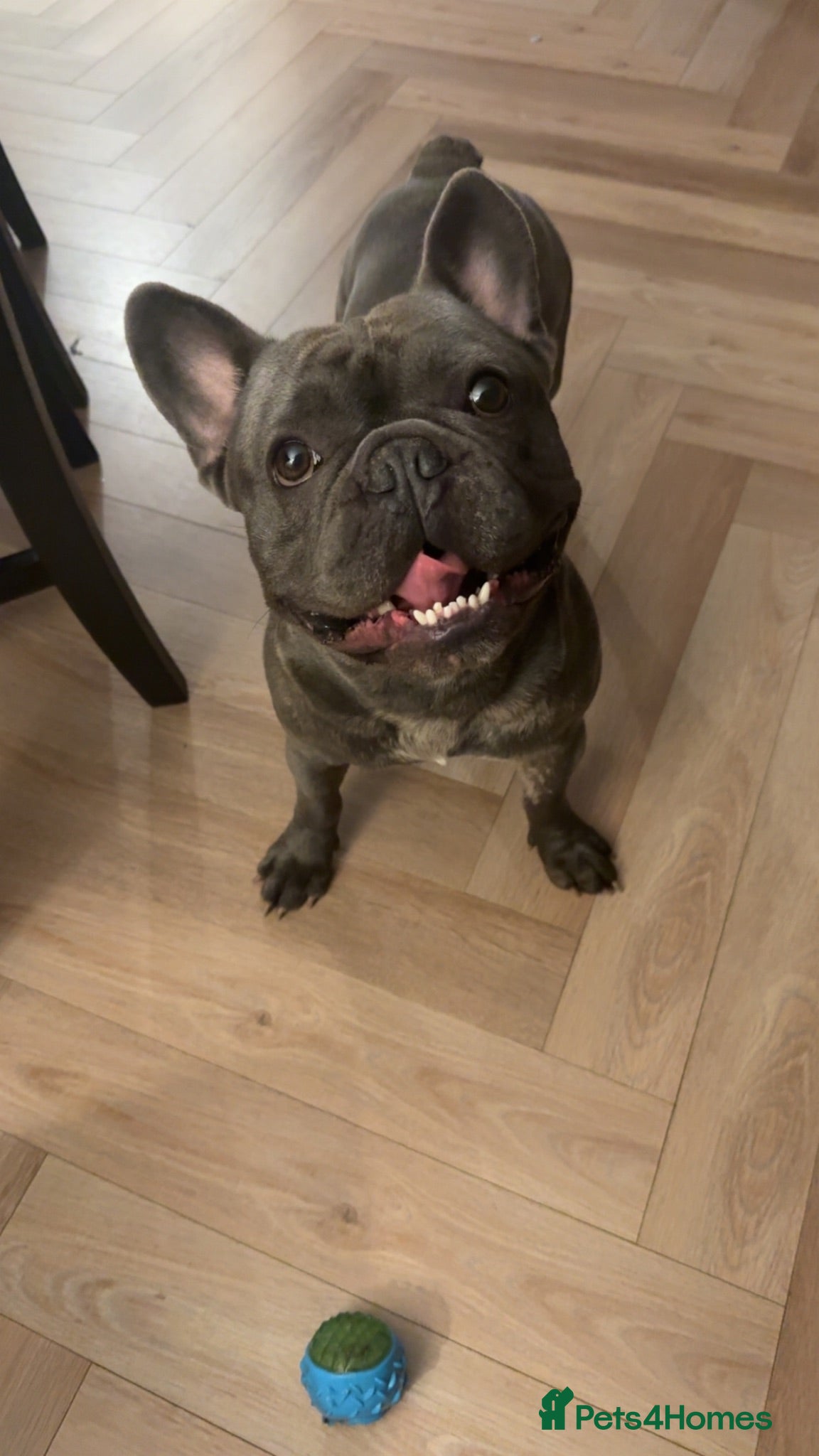 French Bulldog dogs Silver  - Advert 1