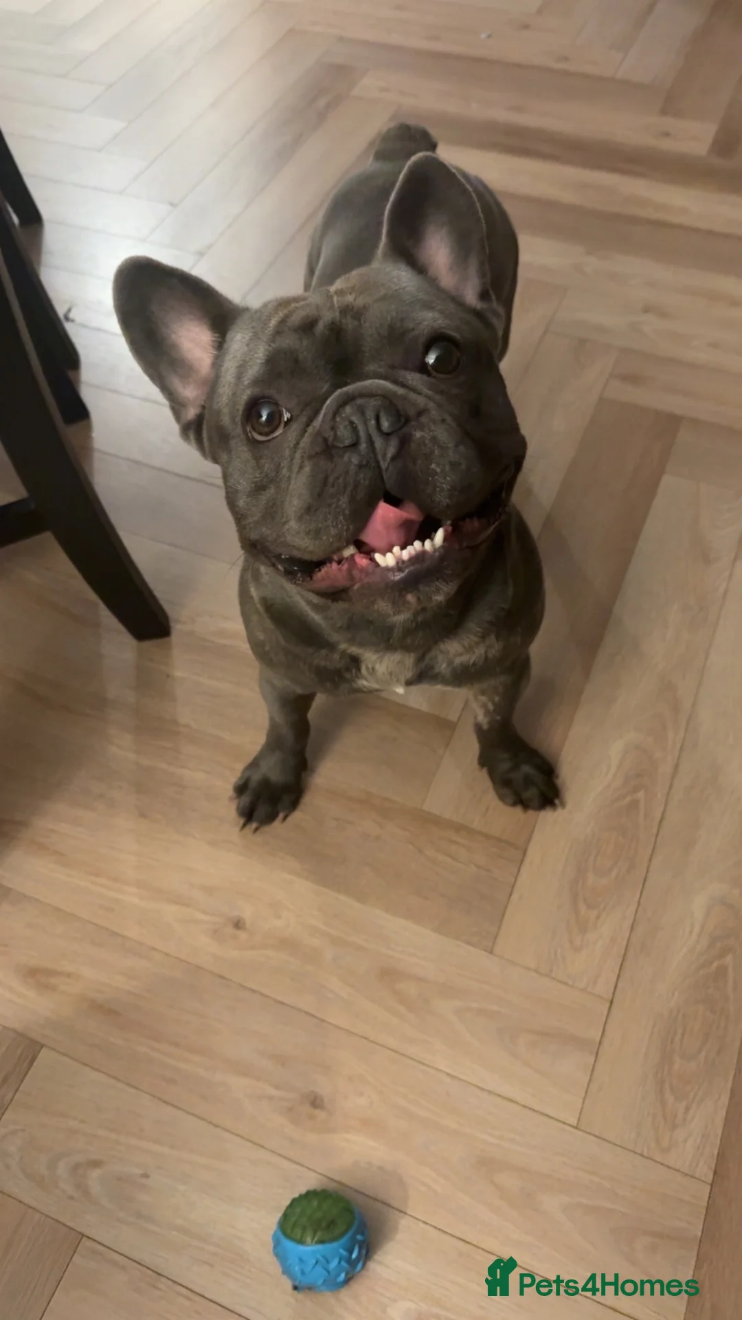 French Bulldog dogs for stud: Silver  in Walsall - Advert 1