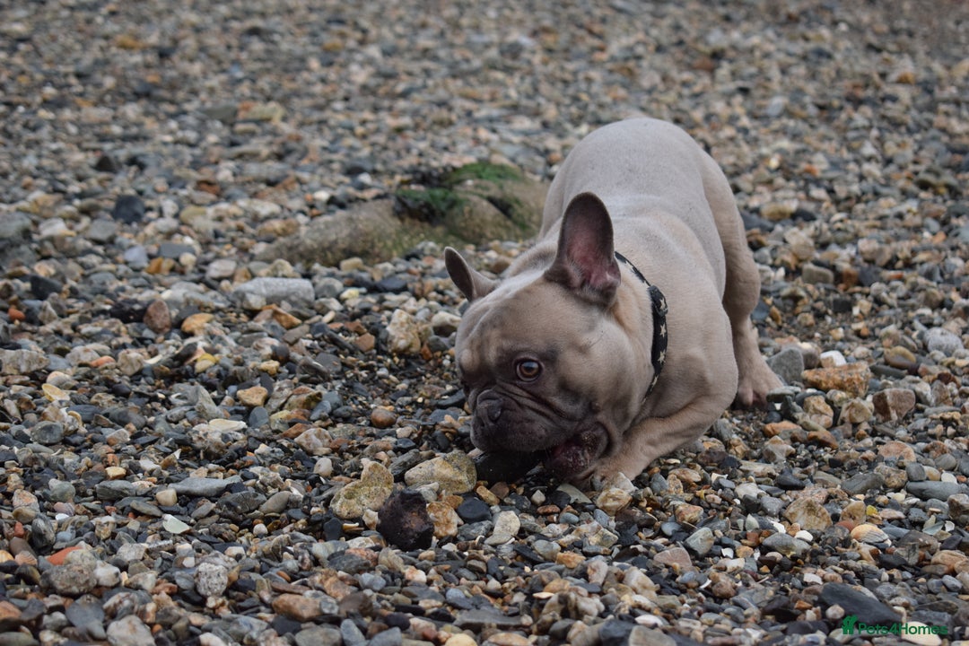 French Bulldog dogs for stud: Pedigree French Bulldog - for stud - Advert 5