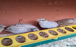 Mixed Breed birds for sale: Coturnix quail free to good home  in Middlesbrough - Image 1