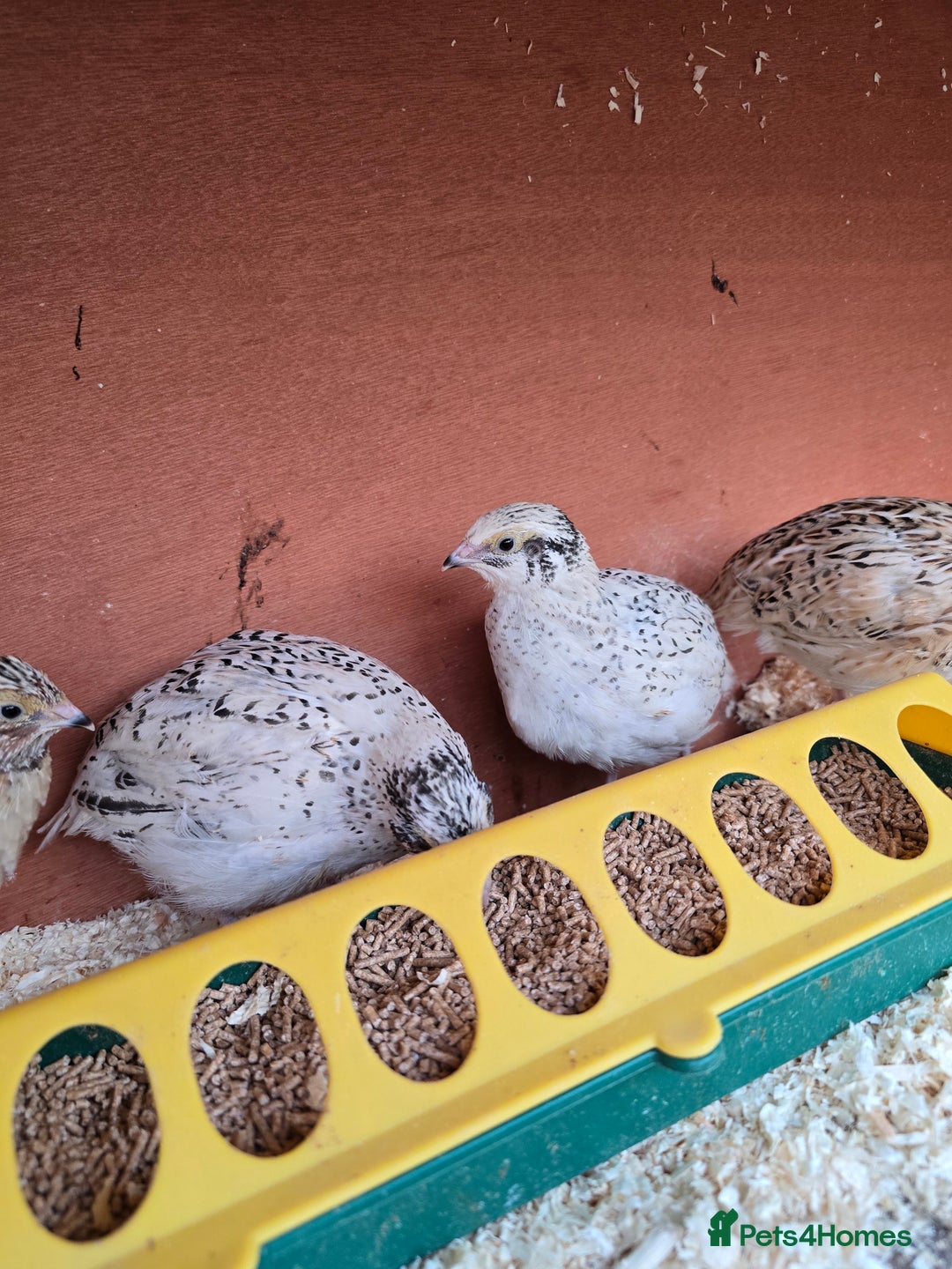 Mixed Breed birds for sale: Coturnix quail free to good home  in Middlesbrough - Image 1
