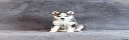 Pomsky dogs for sale: F3 blue eyes perfect husky markings Pomsky puppies - Advert 3